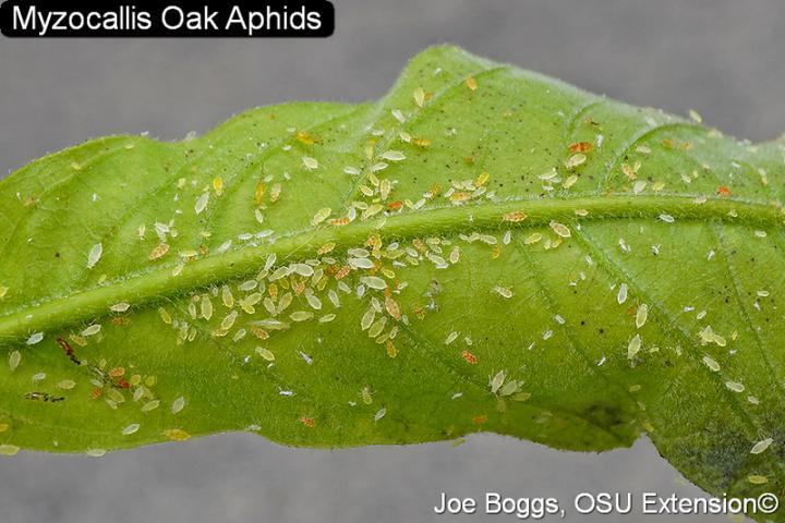 Myzocallis Oak Amphids on leaf